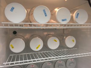 Mason jars on shelves in an incubator.