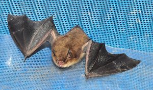 Myotis