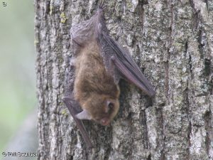 Myotis septrionalis