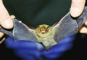 Myotis sodalis