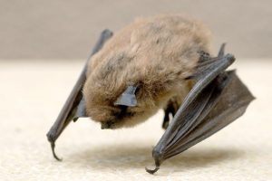 Myotis