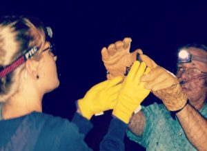Two people wearing gloves removing a bat from a net.