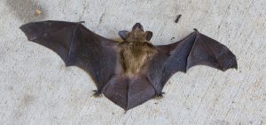 Eptesicus luscus