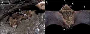 Figure 2(a) A hibernating cluster of pond bats Myotis dasycneme in a cave near Yekaterinburg, Russia, in May 2014. Black and white arrows indicate fungal growth on the muzzle and forearm, respectively. (b) A pond bat from the same hibernaculum showing visible fungal growth on the uropatagium, pelvic limb toes, plagio- and propatagium and the ears and muzzle (white arrows). Photo: Jiri Pikula